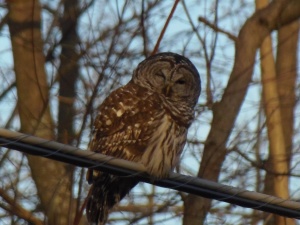 Barred Owl near Chesapeake City, Cecil County, 1-9-14
