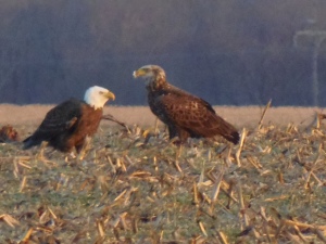Adult and young Bald Eagles, Kent County, 1-9-14