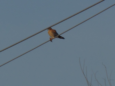 A male American Kestrel with recently caught shrew, Kent County, 1-8-14
