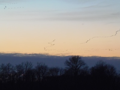 Snow Geese flying off into the sunset, Kent County, MD, 1-9-14