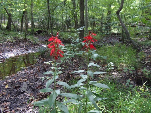 A small wet area  at Robinson S.F. had several bright scarlet Cardinal Flowers.  They are one of my favorite late summer blooms.