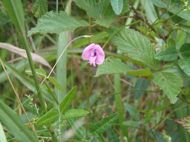Pink Wild Bean growing alongside the entrance to Conway Robinson State Forest.