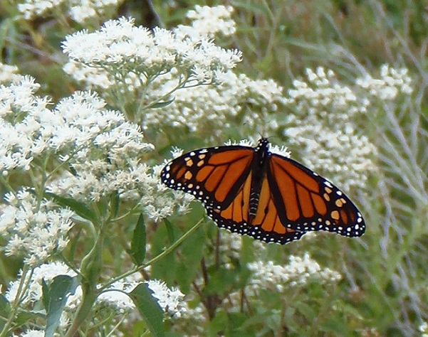 A fresh Monarch butterfly on migration visits white eupatorium at Gateway Business Park in eastern Howard County