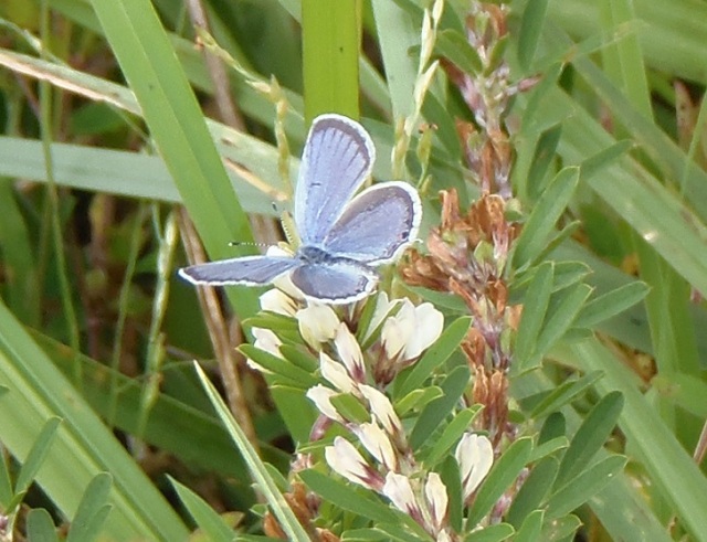 Small can be beautiful---an Eastern Tailed Blue at Gateway Business Park in Columbia on October 2nd.