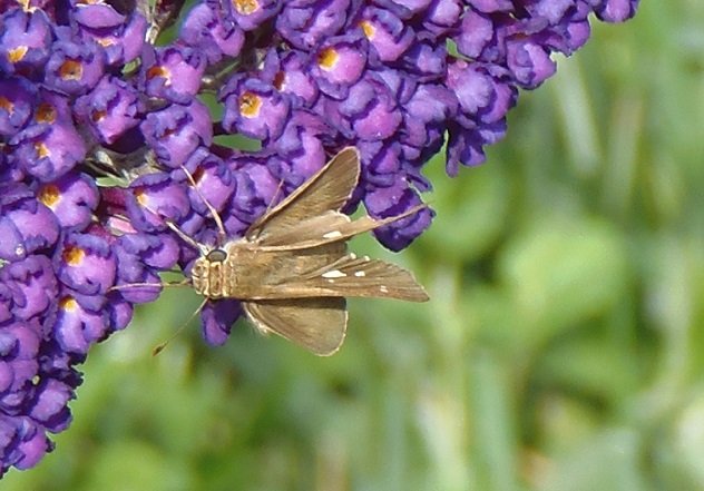 This Ocola Skipper liked the purple butterfly bush at the Elkhorn Garden Plots on October 8.  This is the second latest date I have seen this southern skipper in Maryland. 2014 has been a good year for them.