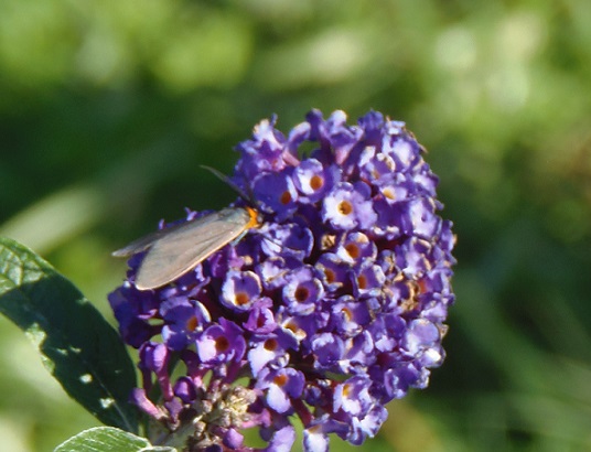 A Collared Scape Moth visits buddleia flowers at the Elkhorn Garden Plots on October 28.