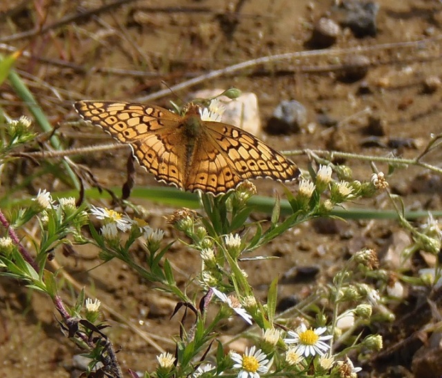 Variegated Fritillary--this is another butterfly that continues flying up until the first frost.  Small white aster is a good late season nectar source for many butterflies.